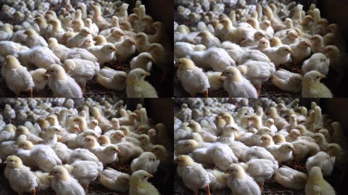 肉鸡，鸡，鸡在家禽农场股票视频