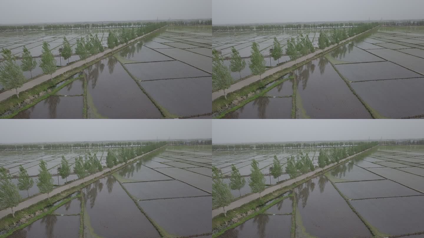 农田水稻航拍08-1080p
