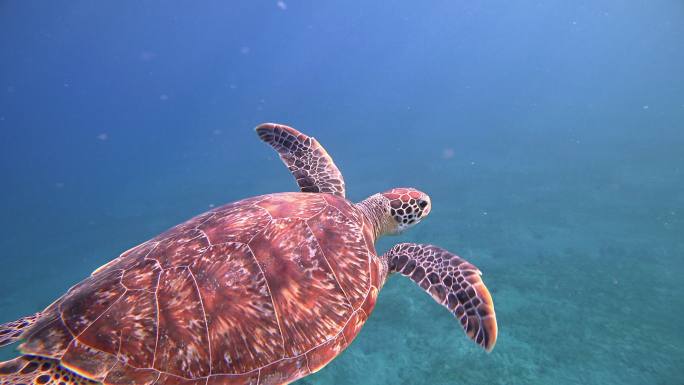 绿海龟在红海游泳/马尔萨阿拉姆