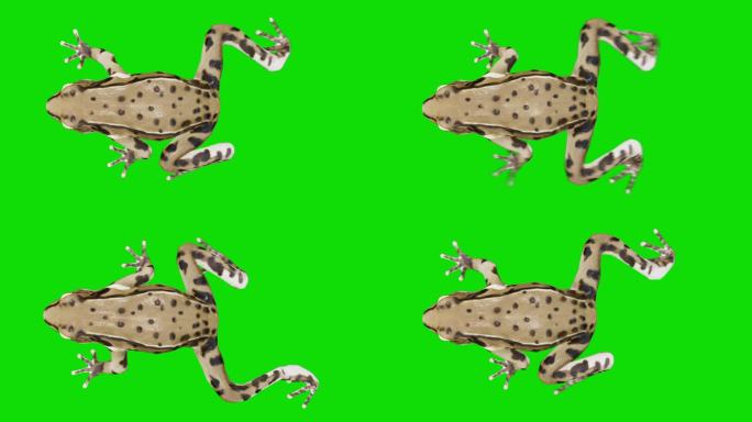 绿色屏幕上的行走青蛙。动物、野生动物、游戏、返校、3d动画、短视频、电影、卡通、有机、色度键、角色动