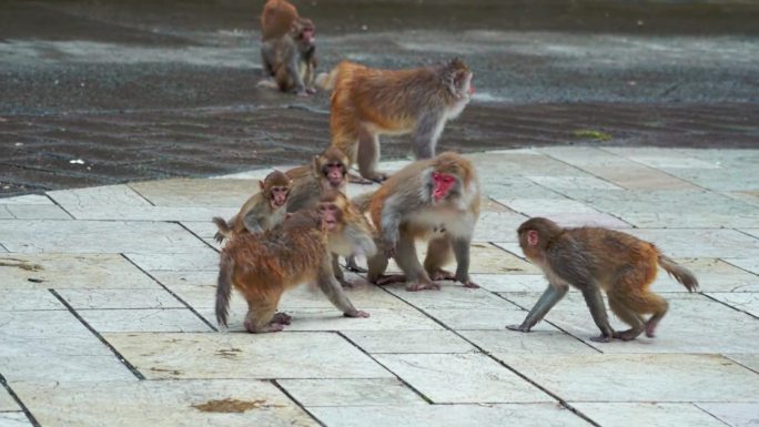 等待喂食的猴群