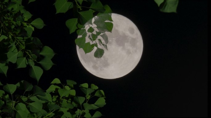 树梢上的月亮-中秋月亮