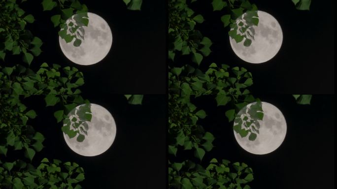 树梢上的月亮-中秋月亮