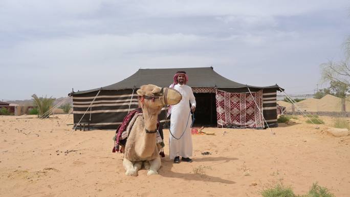 沙特骆驼司机和单峰骆驼的户外肖像