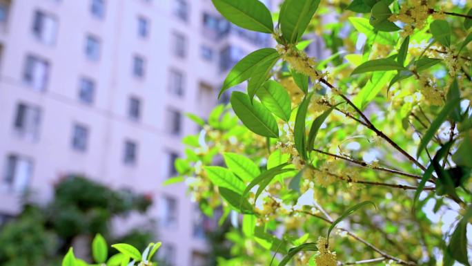 小区金桂花开