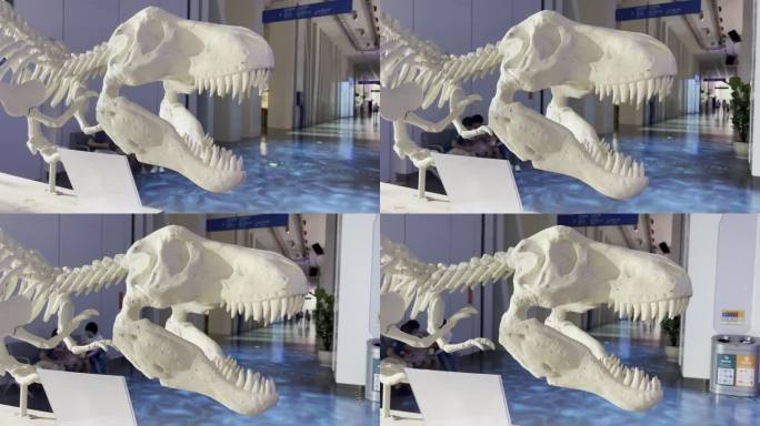 恐龙 模型 骨架  科技馆 模型 教育