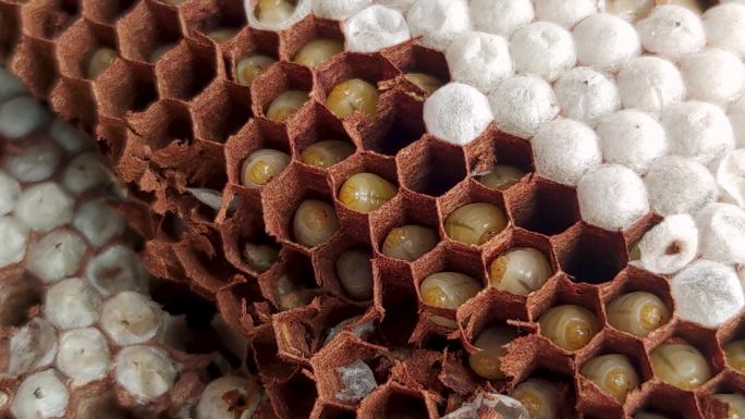 马蜂蜂蛹蜂巢幼虫蛋白质蛆蜜蜂养蜂