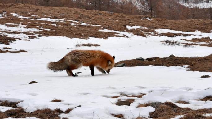雪山上狐狸找食物