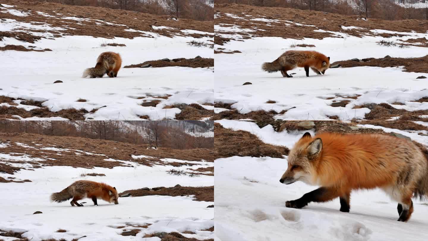 雪山上狐狸找食物