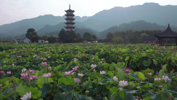 浙江武义十里荷花景区夏季风光航拍