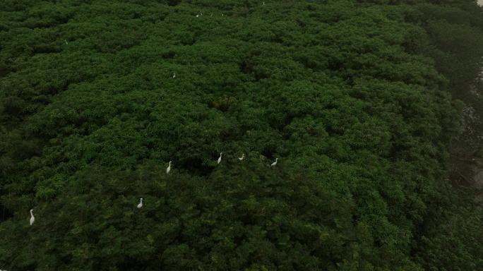 广州保利生态自然岛屿白鹭群全貌