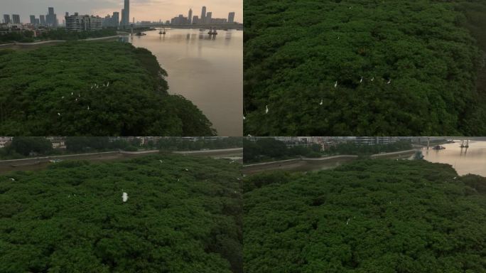 广州保利生态自然岛屿白鹭群全貌