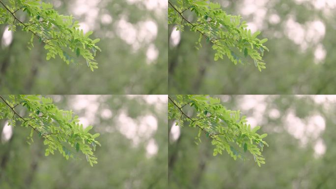 北京东湖公园枝叶逆光意境空境