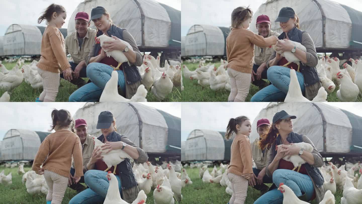 幸福的家庭在他们的有机家禽农场里抚摸小鸡。母亲、父亲和可爱的女儿在养鸡可持续生态农场共度时光。生产自
