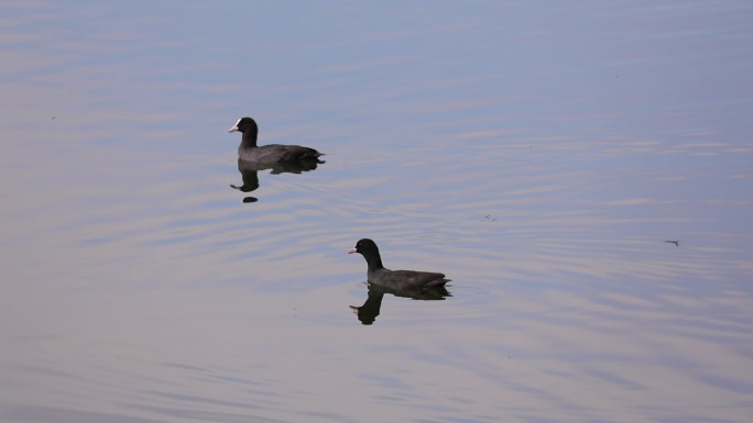 两只野鸭在水中嬉戏，一个猛子扎入水中