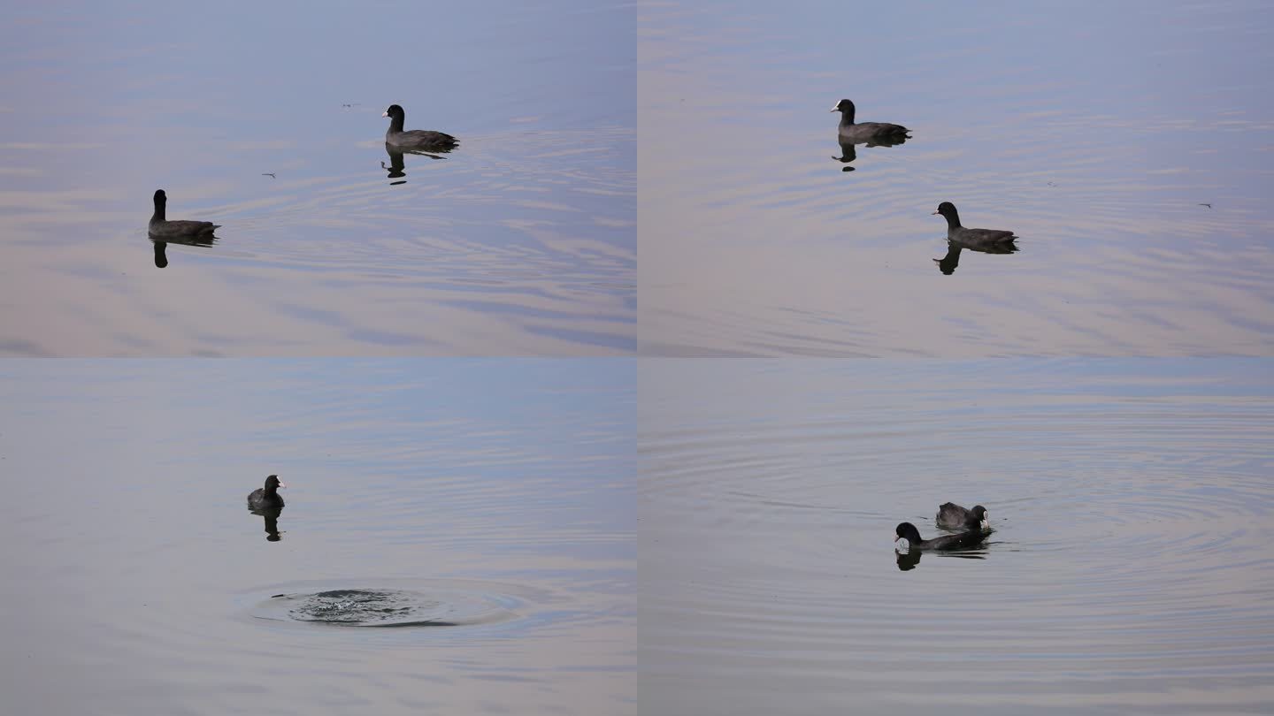 两只野鸭在水中嬉戏，一个猛子扎入水中