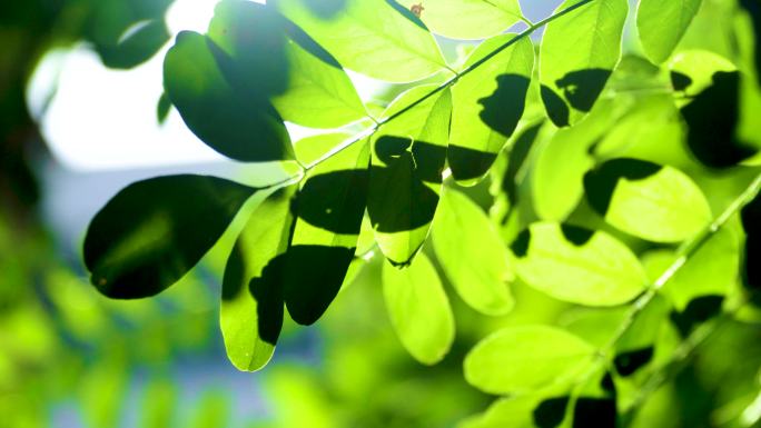 4k唯美阳光透过树叶小清新天然氧吧绿植物