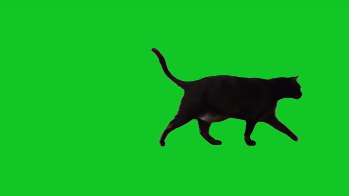 可爱的黑猫在色度键绿色屏幕上行走