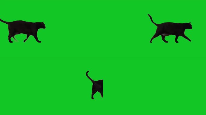 可爱的黑猫在色度键绿色屏幕上行走