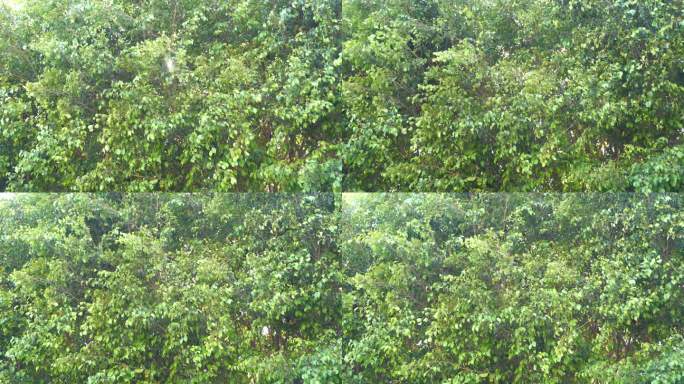 树林阳光穿透树叶风吹森林中穿行树丛大自然