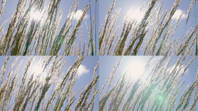 北京世园公园风中摆动的麦浪