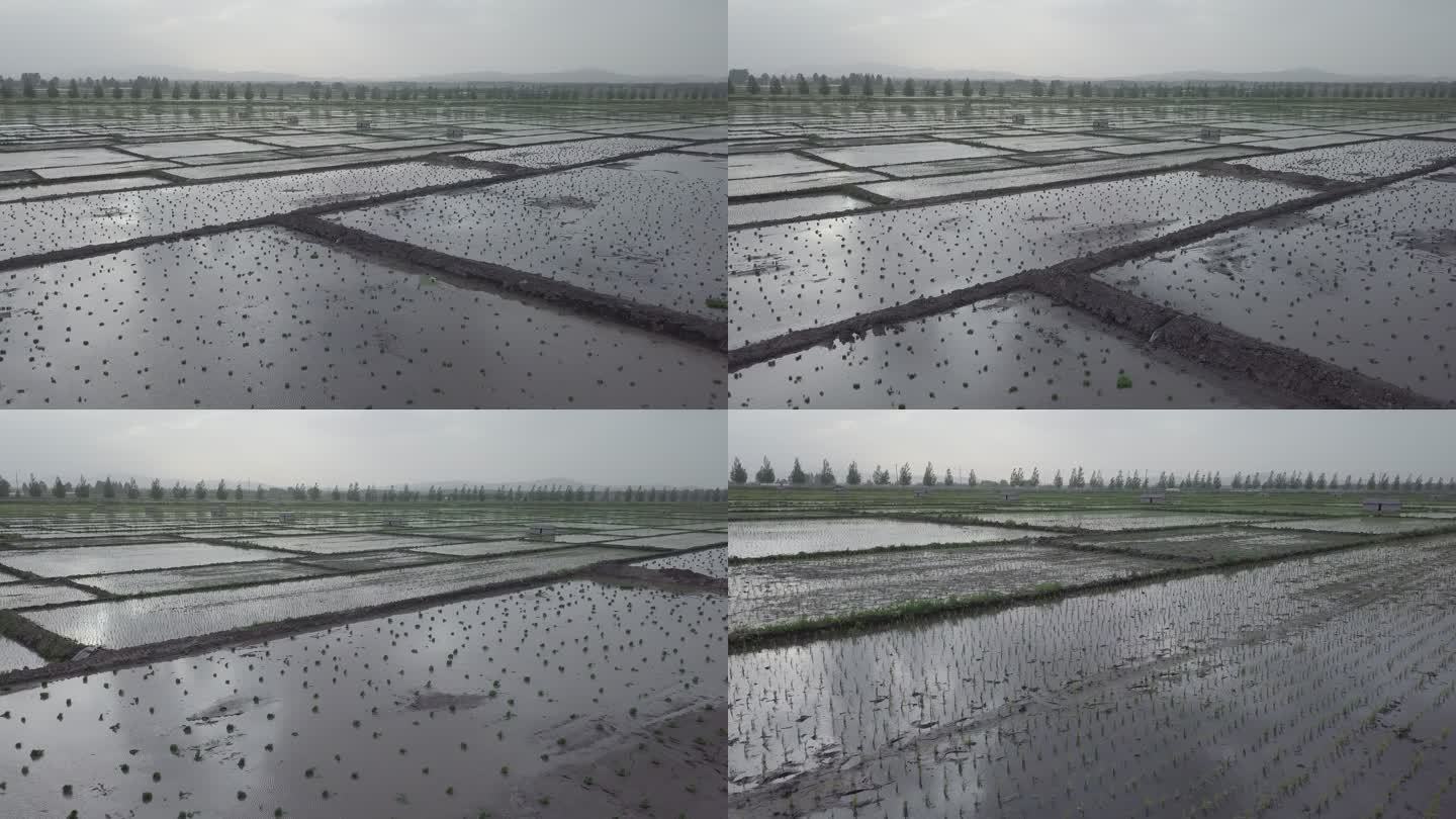 农田水稻航拍01-1080p