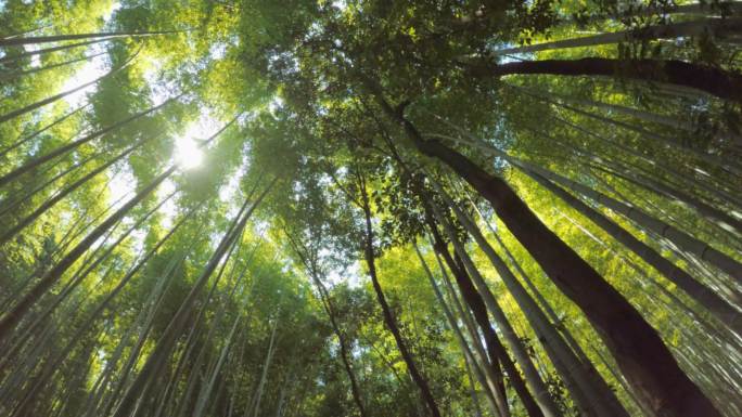 漫步在荒山竹林荒山竹林仰视角十面埋伏