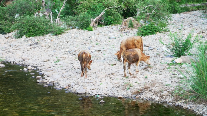 溪滩上嬉戏的黄牛群