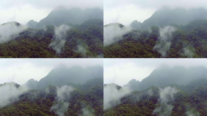 山谷 云雾缭绕 绿树 航拍 云雾
