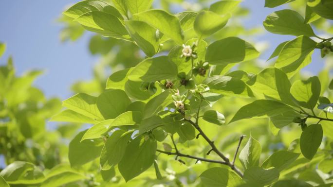 原创春天蜜蜂采蜜