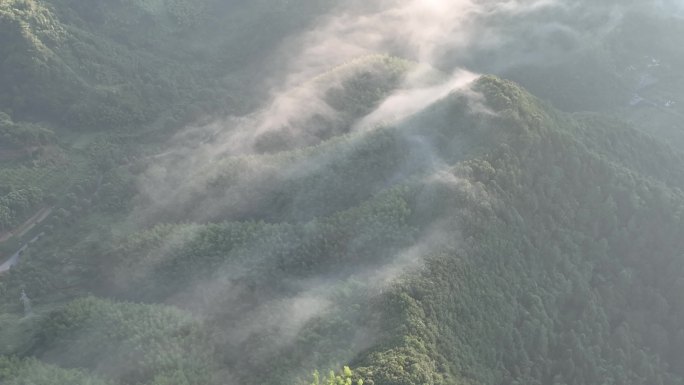 航拍江南毛竹山竹林竹海毛竹云雾云海水墨