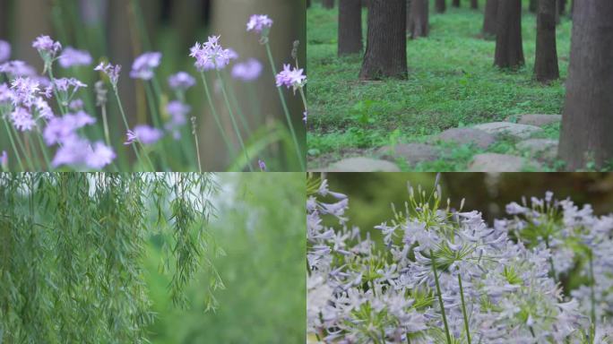 8K素材 花 树木 篮球 意境 唯美