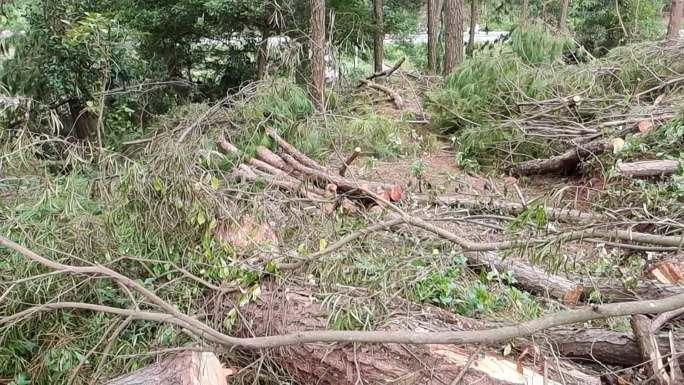 森林伐木大砍倒一片树林山上被砍倒的木材