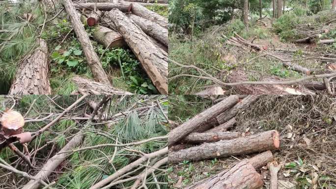 森林伐木大砍倒一片树林山上被砍倒的木材