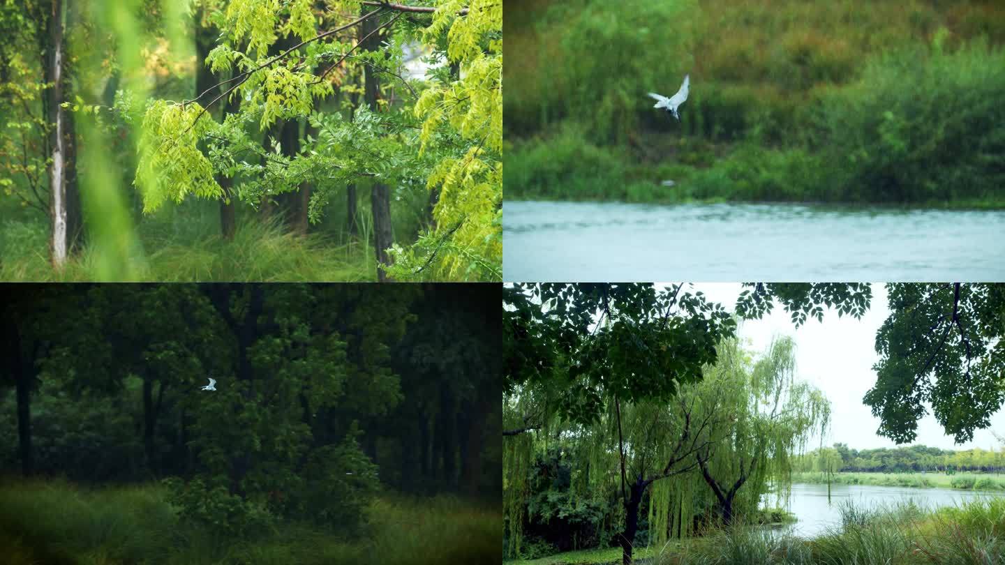 4K-雨季湿地公园城市氧吧生态环境