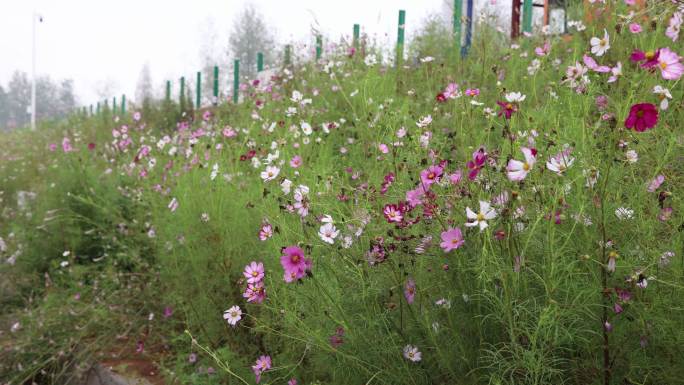 高速公路护坡边坡绿化波斯菊秋英 格桑花