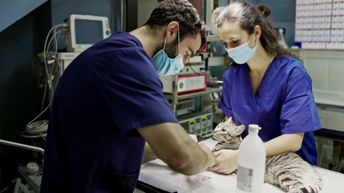 兽医和技术人员为手术准备猫