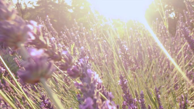 紫色力量空镜头野外草丛唯美逆光素材