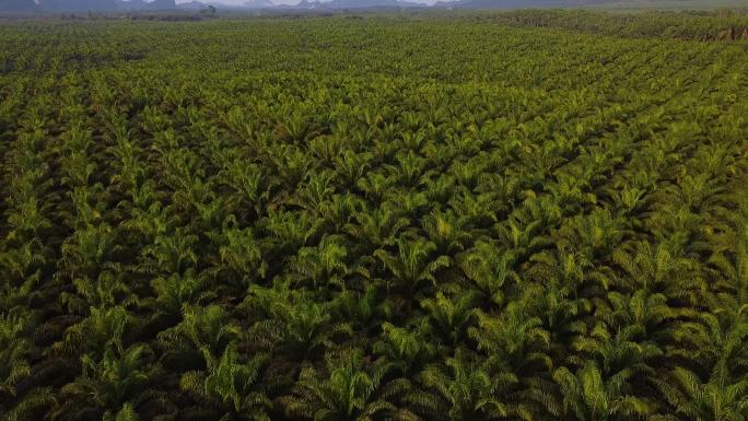东亚棕榈油种植园绿色景观。