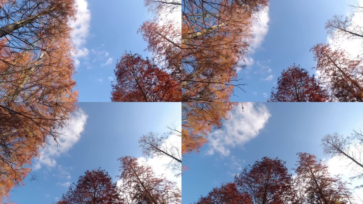 蓝天白云红杉树