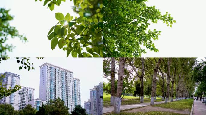 城市人文空境绿色花草树木街道人文气息