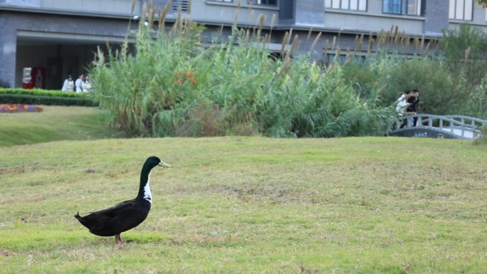鸭子在草地上奔跑