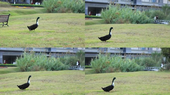 鸭子在草地上奔跑