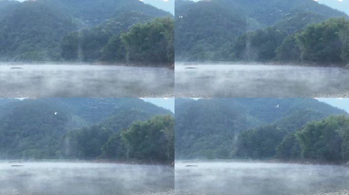 航拍山水浙江自然生态湖面水面水气雾气白鹭
