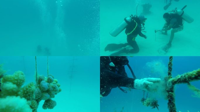 南海水下海底珊瑚种植基地海底生态修复合集