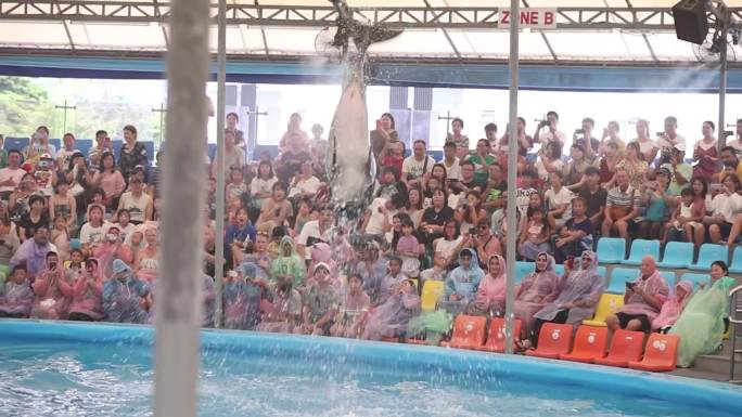 水族馆 海洋馆 海豚表演 戏水 旅游