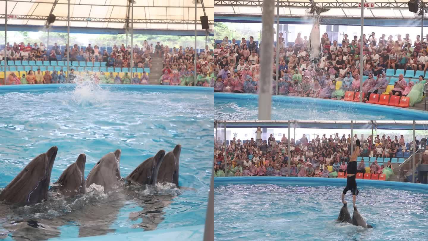 水族馆 海洋馆 海豚表演 戏水 旅游