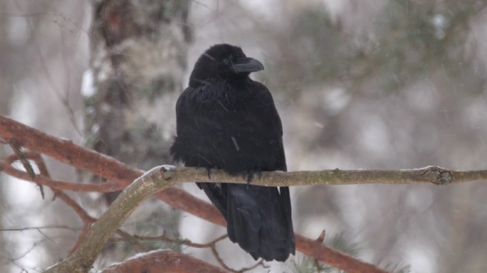 冬季白俄罗斯松林中的普通乌鸦（Corvus corax）