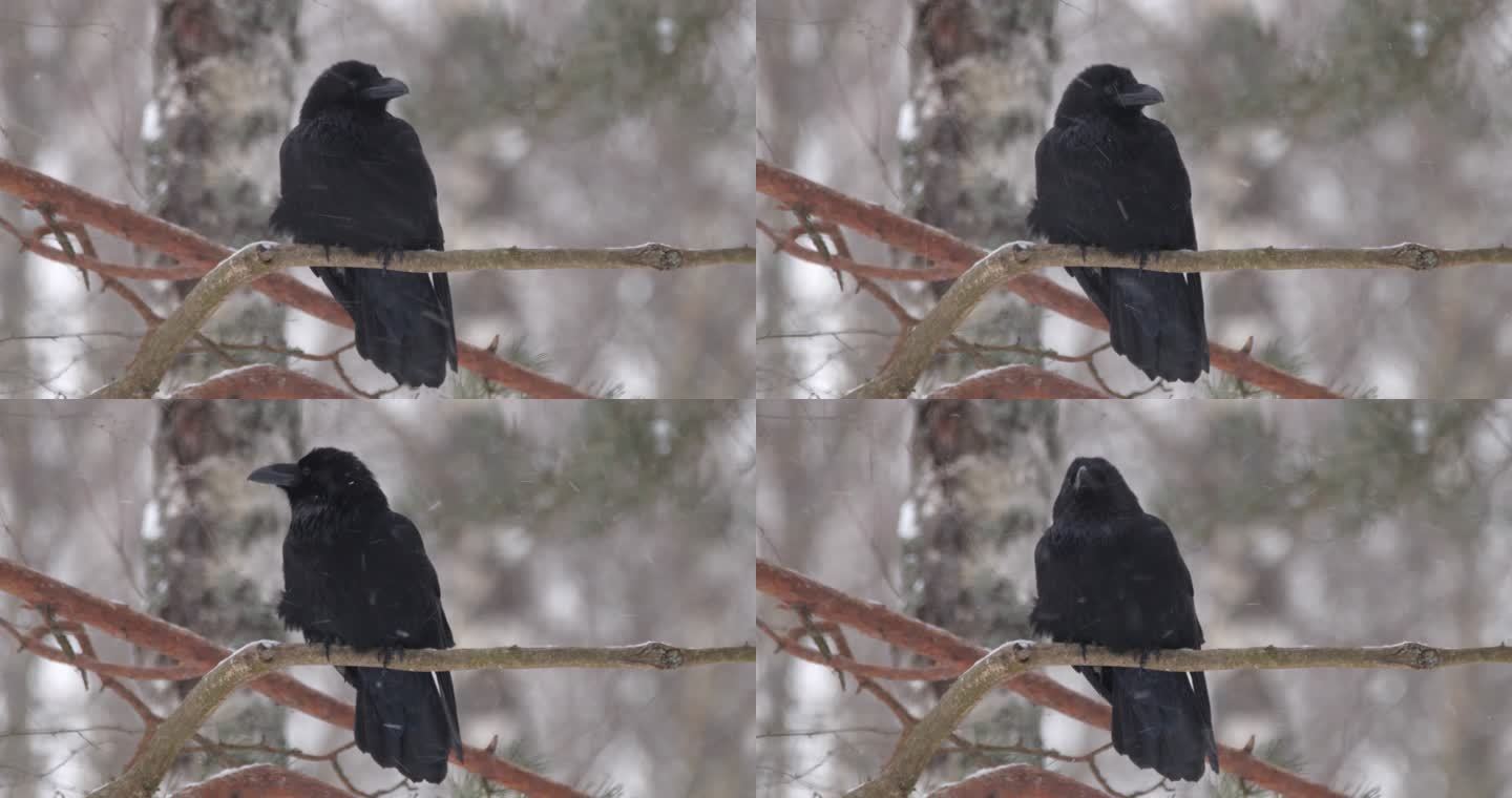 冬季白俄罗斯松林中的普通乌鸦（Corvus corax）