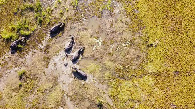 泰国Phattalang省Talay Noi拉姆萨尔遗址的无人机高角度视角水牛旅游地标